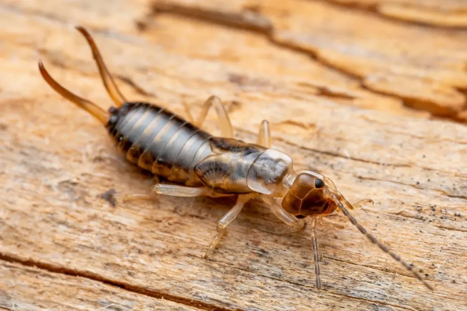 Earwig — Pest Control